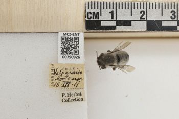 Media type: image;   Entomology 790926 Aspect: Labels